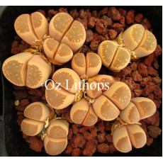 C403 - Seed